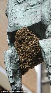 Maybe you would like to learn more about one of these? Huge Wasp Nest Discovered In Bed By Shocked Son In Mother S Spare Room Daily Mail Online