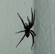 When she reaches the basement, it's pitch black! Pin On Cj Do Werk