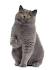 Is my British Shorthair overweight? - Scottish Fold Cats ...
