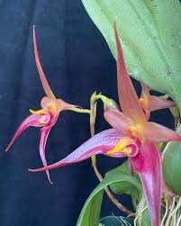 Image result for Bulbophyllum X chikukwa
