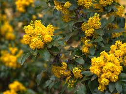 Oregon grape root is generally regarded as safe when taken in the recommended amounts but pregnant and breastfeeding women it should not toronto, ontario: Oregon Grapes Plant Care Growing Guide