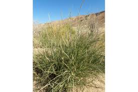 Image result for Diheteropogon amplectens