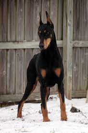 Have Hound Will Travel Doberman Puppy Dog Breeds Doberman Dogs