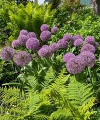 Image result for Aeollanthus ukamensis