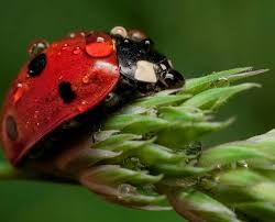 Are Black And Red Ladybugs Poisonous Lady Bug Ladybug Ladybird Poisonous Ladybugs