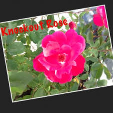 Terrific flower for planting under roses. What To Plant With Knockout Roses
