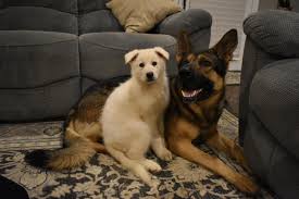 Everyone Say Hello To Ghost Our New White Gsd Your Daily Dose Of Cute Puppies And Amazing Dogs Pitbull German Shepard G In 2020 Dogs Dogs And Puppies Puppies