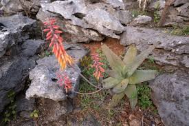 Image result for Aloe plowesii