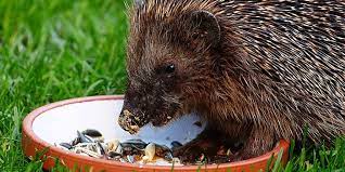 Putziges gesicht, schwarze knopfaugen und spitze stacheln. Igel Futtern Darauf Solltest Du Achten Wetter Com