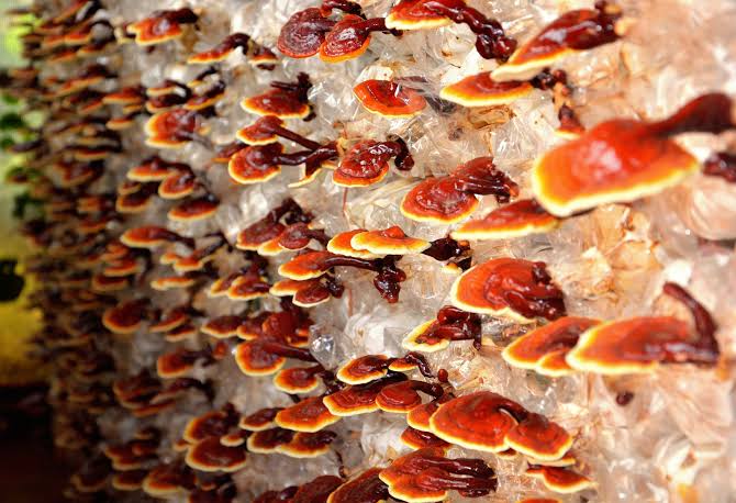 Image result for ganoderma mushroom growing
