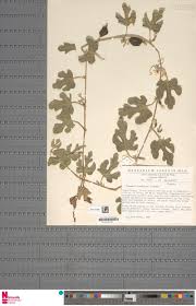 Image result for Monothecium glandulosum