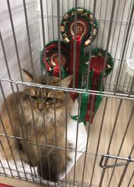 Best of Variety section 2 win for Somali at the National Show