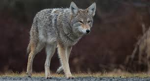 ©2020 fox news network, llc. Third Coyote Attack In Less Than A Week Leaves Dog Dead 660 News