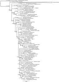 Image result for Porphyrostemma grantii