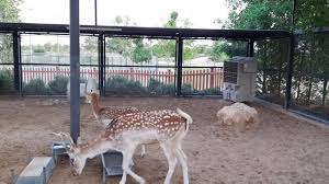 Here are five friendly animals in small sizes that are perfect for petting zoos and family farms. Pet Farm Damac Hills Lovindubai Youtube