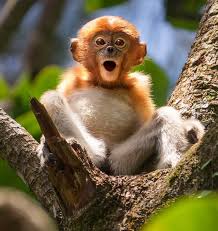 Maybe you would like to learn more about one of these? Cute Monkey Poses For Paparazzi And Pulls This Face Daily Star