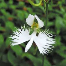 Image result for Habenaria bicolor