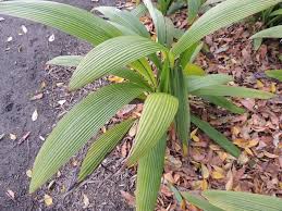 Image result for Molineria