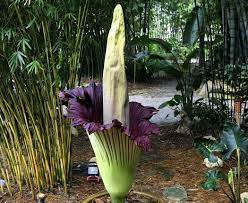 Sure You All Want To Know About A Flower That Smells Like A Deceased Body Amorphophallus Titanum Known As Unusual Plants Amorphophallus Titanum Corpse Flower