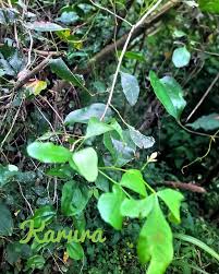 Image result for Searsia natalensis