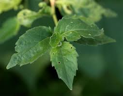 Image result for Erythrococca