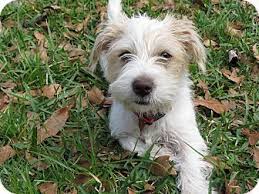 Middleburg Fl Maltese Jack Russell Terrier Mix Meet Cass A Puppy For Adoption Jack Russell Terrier Mix Terrier Mix Terrier Mix Dogs