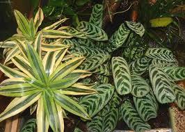 Image result for Ktenante Ctenanthe