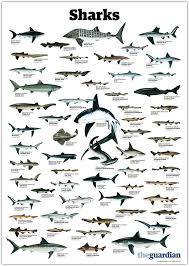Pin By Jerry Gray On Biology Types Of Sharks Shark Ocean