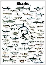 pin by jerry gray on biology types of sharks shark ocean