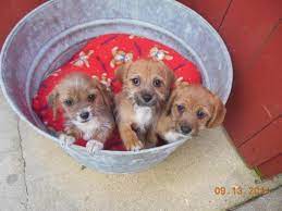 Maybe you would like to learn more about one of these? Dachshund Mix Puppies For Sale Wisconsin