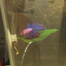 Pin On Betta Fish Pictures