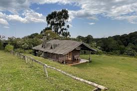 Image result for Vepris gerrardii