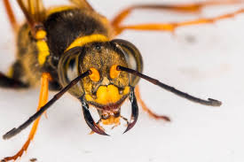 Image result for Scepocarpus