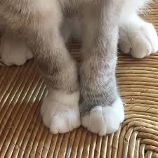 Socks have pink little paw pads on the sole of the sock with 4 little beans. Pin On Instagram