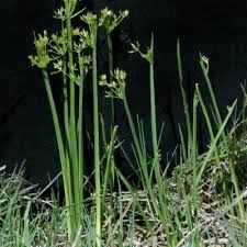 Image result for Cyperus denudatus