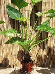 Pin On House Plants And Gardens