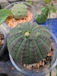 Image result for Euphorbia mossambicensis