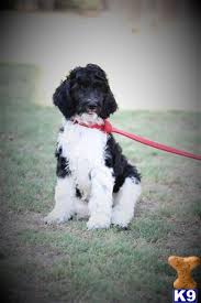 Ruby is our f1 black goldendoodle, aggie our akc bernese mountain dog, penny lu our akc golden retriever, and stella rose our akc bernese mountain dog. Goldendoodles Puppy For Sale F1b Goldendoodle Black And White Male Puppy Beaut 3 Years Old