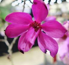 Image result for Mechowia grandiflora