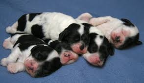Newborn Puppies What You Need To Know Hubpages