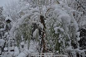 If you have a buddleia alternifolia, prune your bush back hard to about ⅓ of its size immediately after it flowers in the early summer. Photo Of The Winter Interest Of Fountain Butterfly Bush Buddleja Alternifolia Posted By Treehugger Garden Org