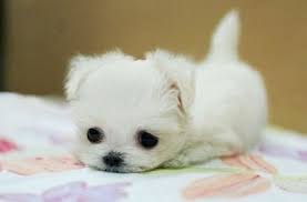Watching funny baby dogs is the hardest try not to laugh challenge. Cute Baby Dog Home Facebook