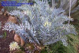 Image result for Encephalartos