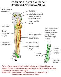 The movements produced by the flexor digitorum longus include plantar flexion, or pointing your toes; Instant Anatomy Lower Limb Areas Organs Lower Leg Posterior Flexor Tendons At Ankle
