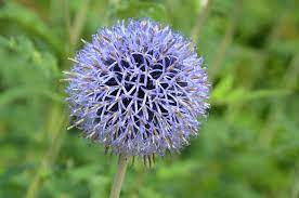 Globe Thistle Facts Meaning And How To Care Morflora