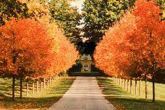 Get a 18.000 second tall autumn trees line driveway stock footage at 29.97fps. 47 Best Trees To Line Driveway Ideas Landscape Tree Lined Driveway Driveway