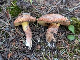 Image result for Suillus wasatchicus