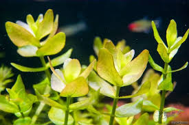 Image result for Bacopa hamiltoniana