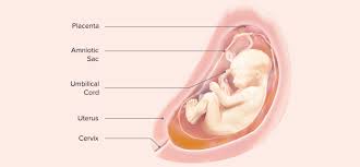 For your convenience, you can imagine during the third trimester, the uterus will start to cease its growth. 27 Weeks Pregnant Symptoms And Baby Development Pampers