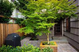 Seiryu Japanese Maple Japanese Maple Tree Japanese Maple Modern Garden